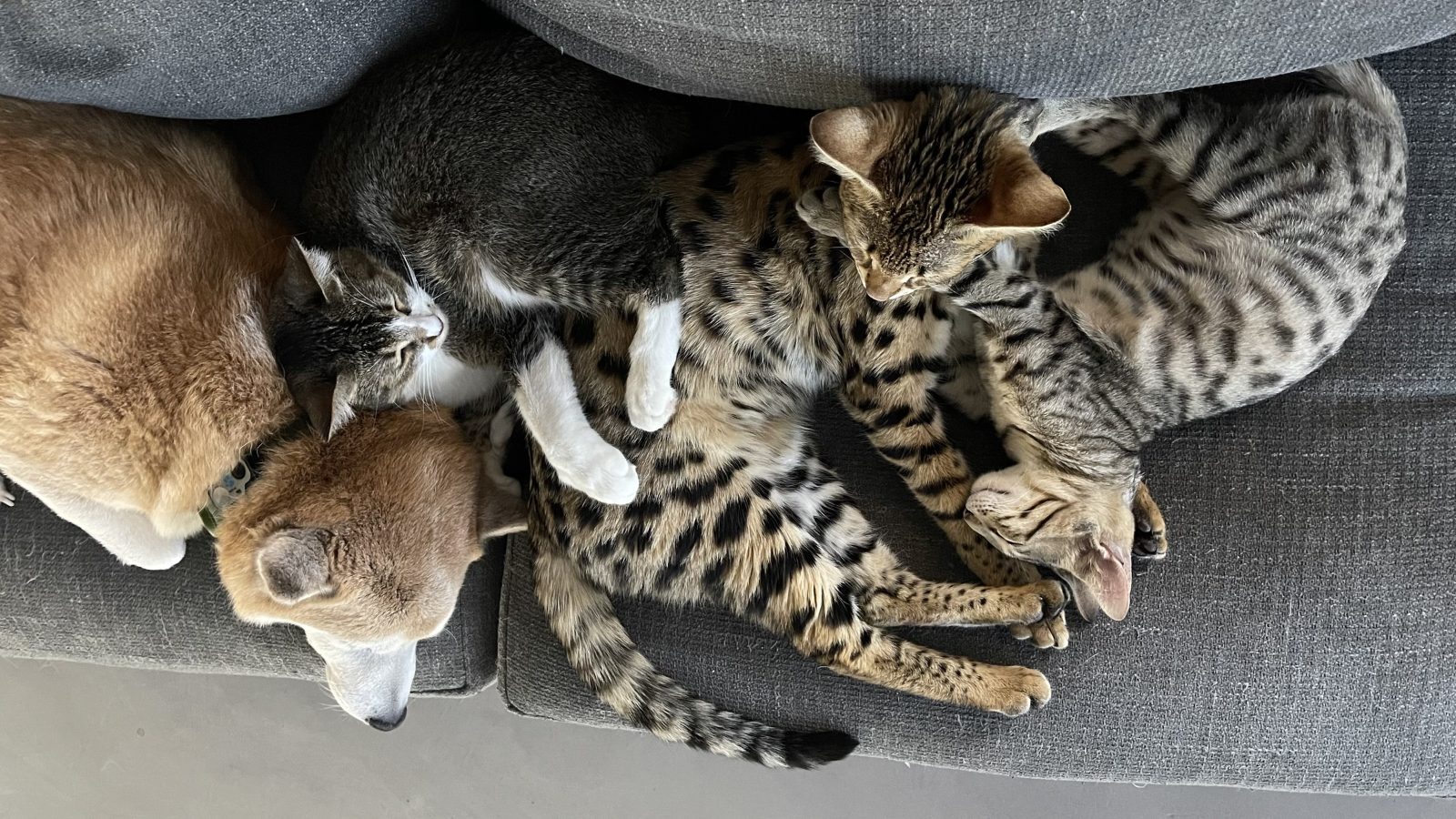SavCats cattery